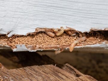 Termite Infestation