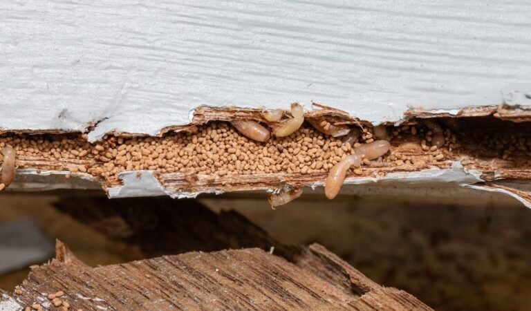 The Two Biggest Killers of Property Value: Water Damage and Termite Infestation