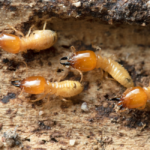 Termite Inspection
