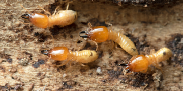 Termite Inspection