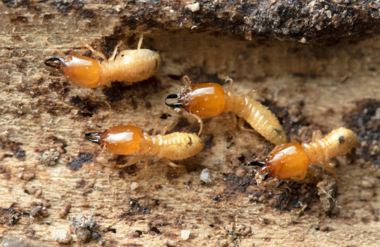 Termite Inspection
