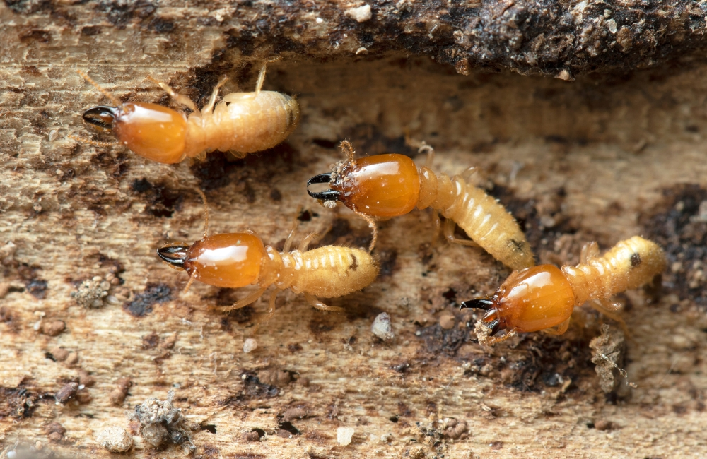 Termite Inspection