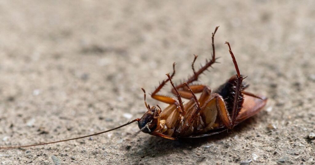 Pest Prevention