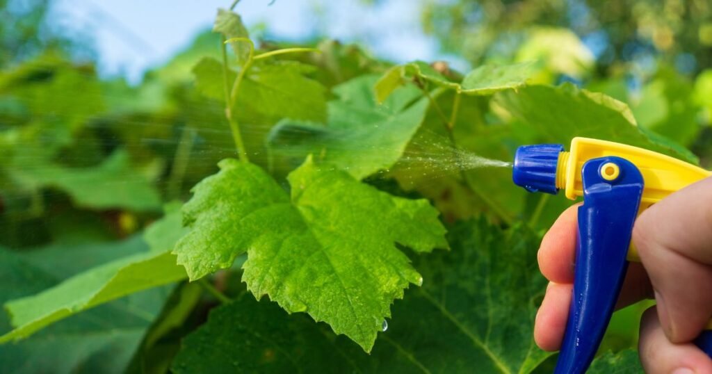 Pest Management for Homes