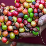 El Salvadoran Coffee
