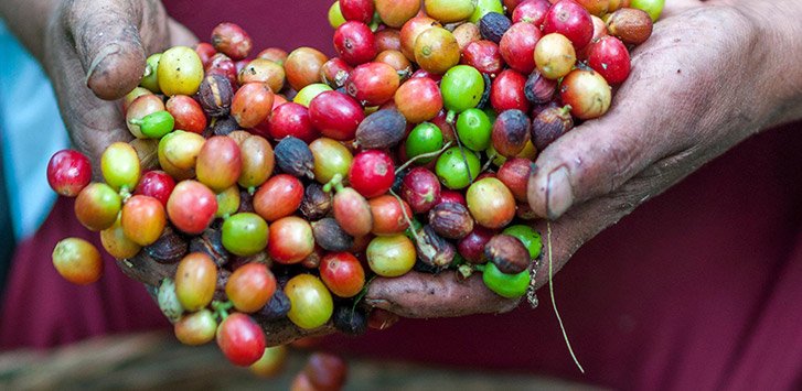 6 Online Shops for El Salvadoran Coffee Lovers: Where to Find the Best Beans Online