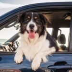 How To Keep Your Dog’s Tummy Happy While Traveling