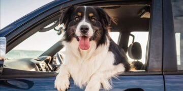 How To Keep Your Dog’s Tummy Happy While Traveling