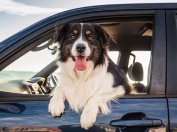 How To Keep Your Dog’s Tummy Happy While Traveling