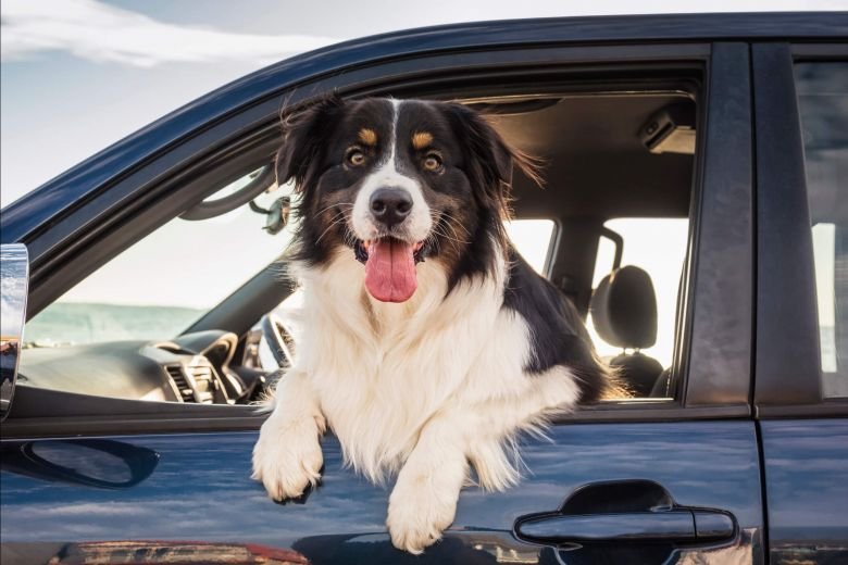 How To Keep Your Dog’s Tummy Happy While Traveling