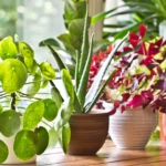 Indoor Plants