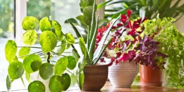 Indoor Plants