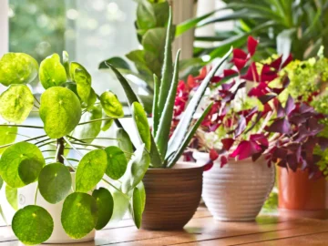 Indoor Plants