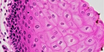 epithelial tissue