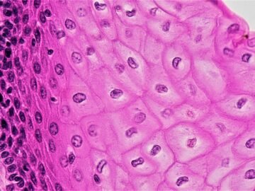 epithelial tissue
