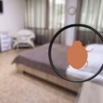 Bed Bug Infestations