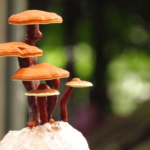 Mushroom Gummies