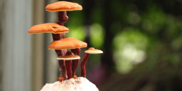 Mushroom Gummies