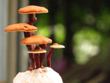 Mushroom Gummies