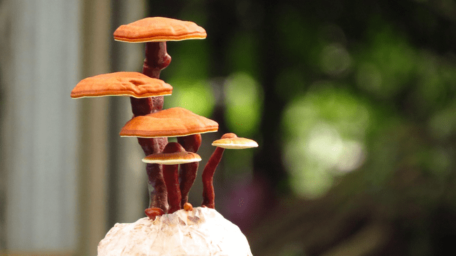 Mushroom Gummies