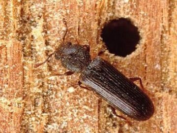 Prevent Powderpost Beetle Damage