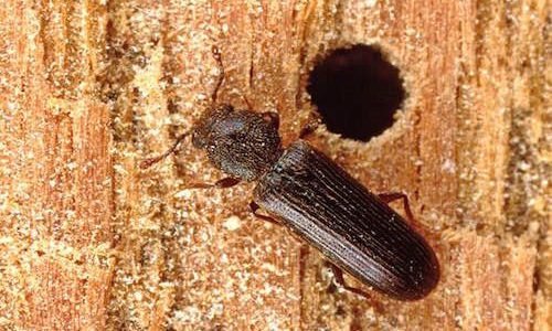 Prevent Powderpost Beetle Damage