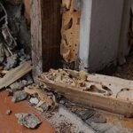 Termite Inspections