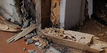 Termite Inspections