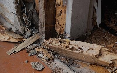 When Should You Schedule Routine Termite Inspections? A Seasonal Guide for Homeowners