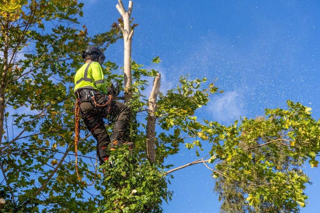 Seasonal Tree Care