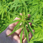 Cannabis Insurance