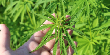 Cannabis Insurance