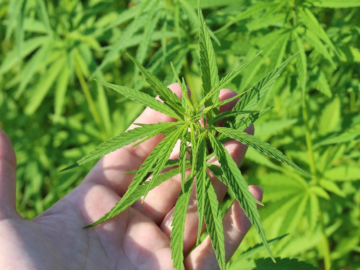 Cannabis Insurance