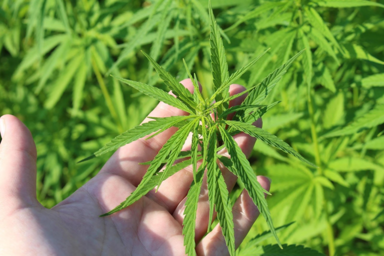 Cannabis Insurance