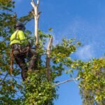 Seasonal Tree Care