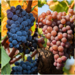 Grape Varietals