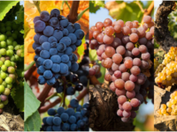 Grape Varietals