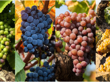 Grape Varietals