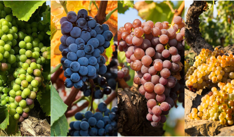 Uncorking the Story: Understanding Grape Varietals for Better Gifts