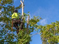 Seasonal Tree Care