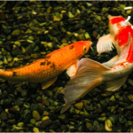 Goldfish Feeding