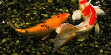 Goldfish Feeding