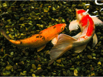 Goldfish Feeding