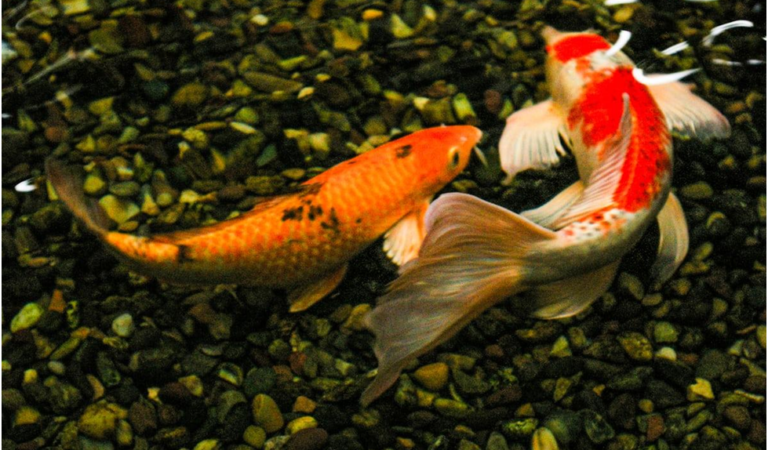 The Goldfish Feeding Guide: How Often to Feed Your Beloved Pet