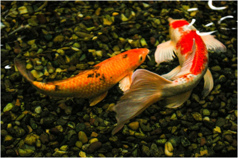 Goldfish Feeding