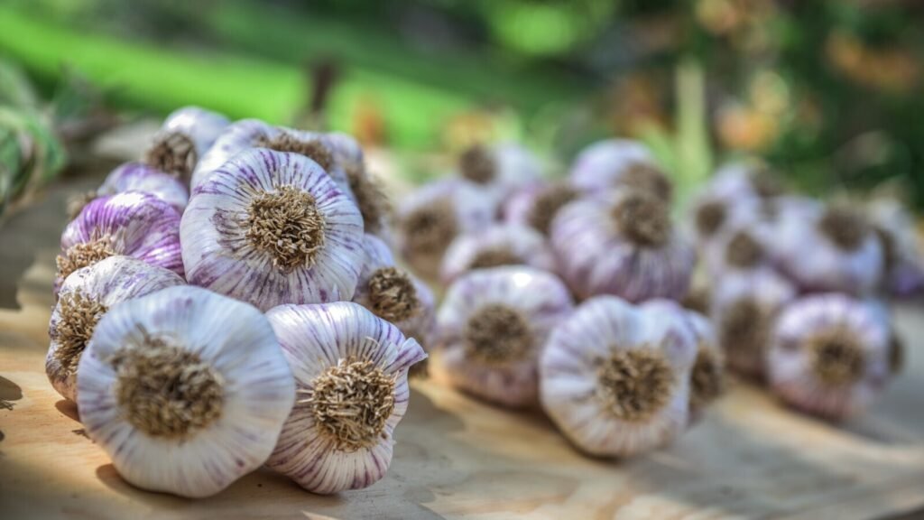 Organic Garlic