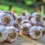 Organic Garlic