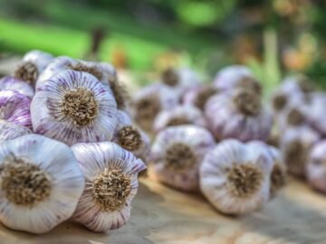 Organic Garlic