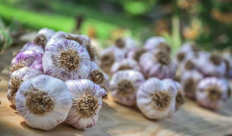 Why Organic Garlic Deserves a Place in Every Kitchen Why Organic Garlic Deserves a Place in Every Kitchen