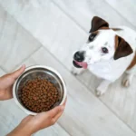 Dog Probiotics